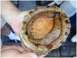  Морское ушко.jpg