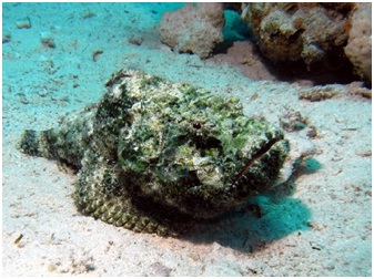  рыба-камень красивый варинат.jpg