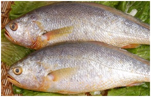  желтый горбыль.jpg