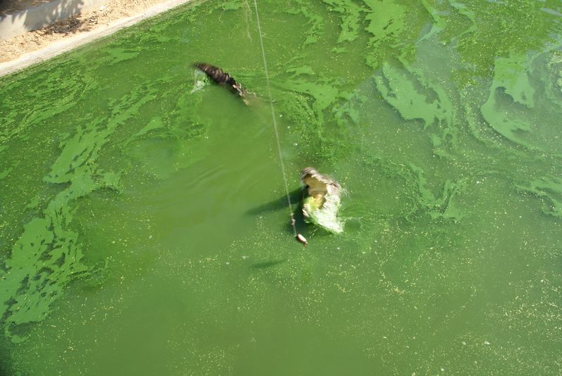  DSC05408 [800x600].JPG