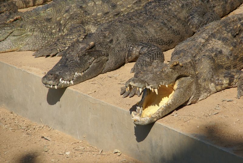  DSC05430 [800x600].JPG