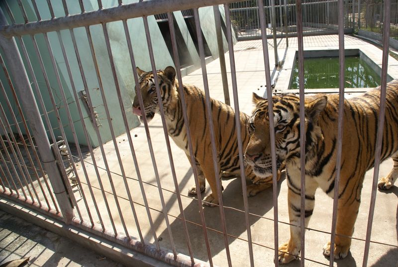  DSC05504 [800x600].JPG